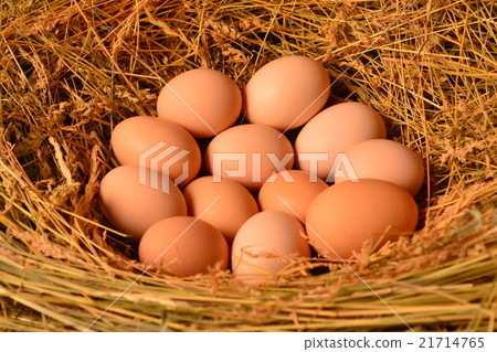 Chicken eggs, laying eggs on the Seine. 21714765