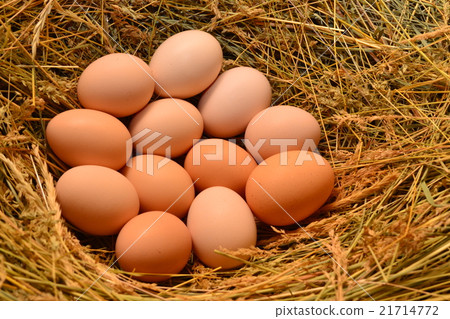 Chicken eggs, laying eggs on the Seine. 21714772