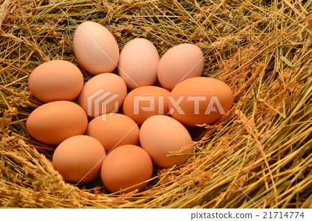 Chicken eggs, laying eggs on the Seine. Chicken eggs, laying eggs on the Seine. 21714774