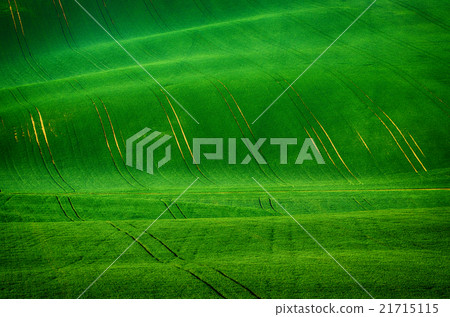 Green grass field background 21715115