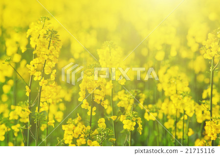 Rapeseed spring flowers 21715116