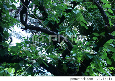 Iwakuni Iwagarami是我的名字。它類似於繡球花。 Iwakuni Iwagarami是我的名字。它類似於繡球花。 21715414