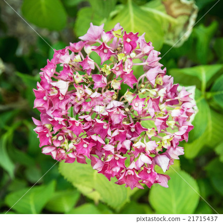 Beautiful hydrangea flower, seasonal natural scene Beautiful hydrangea flower, seasonal natural scene 21715437