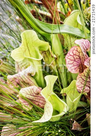 Close up of Sarracenia trumpet plant Close up of Sarracenia trumpet plant 21715439