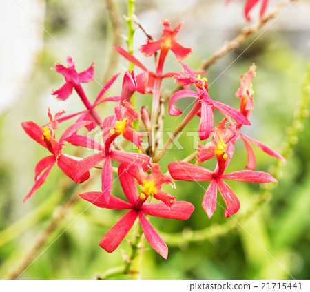 Red tropical flower, detailed natural scene Red tropical flower, detailed natural scene 21715441