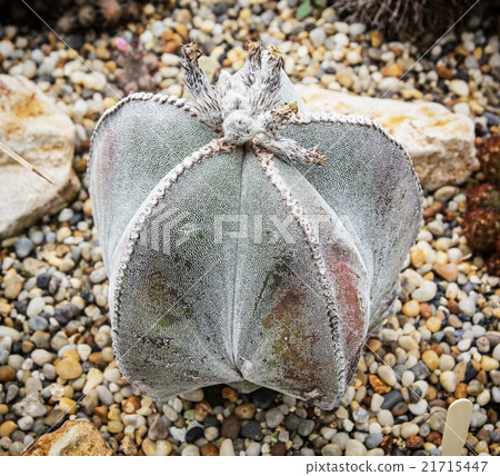 Astrophytum myriostigma cactus, gardening theme Astrophytum myriostigma cactus, gardening theme 21715447