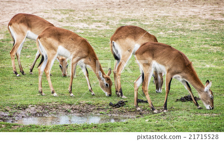 Eld's deer (Panolia eldii), animals by the water 21715528