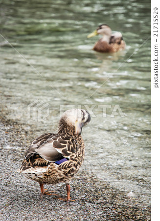 Wild mallard ducks on the lake shore, animal scene 21715529
