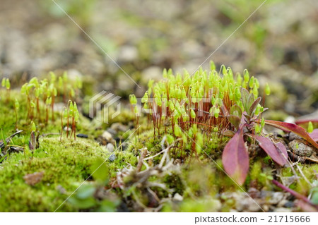 Sparrow of the snapper 21715666