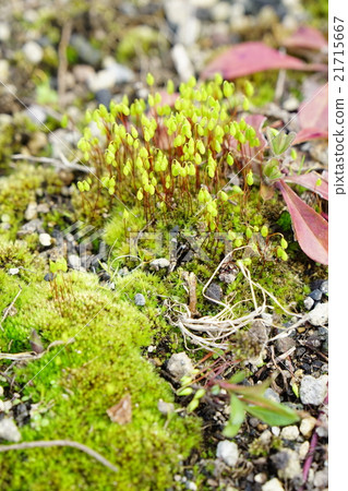 Sparrow of the snapper 21715667