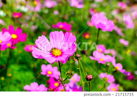 beautiful flowers in the garden beautiful flowers in the garden 21715735