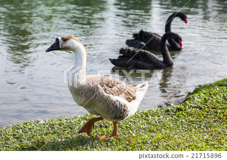 Goose by the pond Goose by the pond 21715896