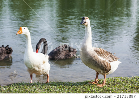 Goose by the pond Goose by the pond 21715897