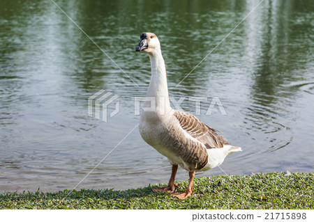 Goose by the pond Goose by the pond 21715898