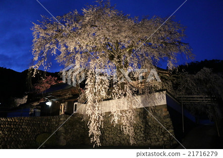 Harima Honjyodo(Kofuji Temple)大型紗線櫻桃點亮了兵庫縣Sayocho 2016年4月 Harima Honjyodo(Kofuji Temple)大型紗線櫻桃點亮了兵庫縣Sayocho 2016年4月 21716279