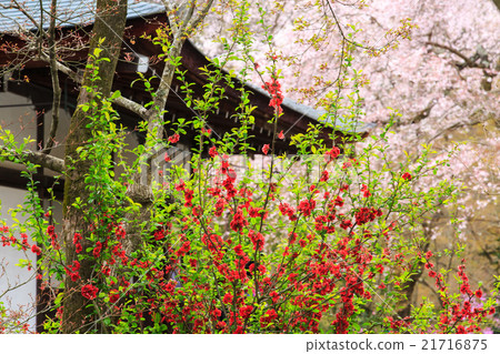天龍寺 天龍寺 21716875