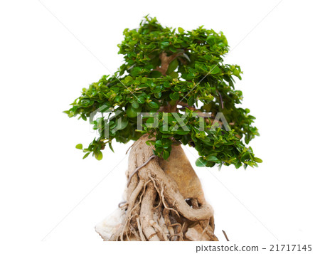 Bonsai trees Bonsai trees 21717145