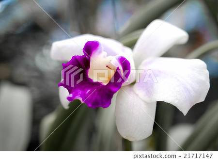 Orchids Orchids 21717147