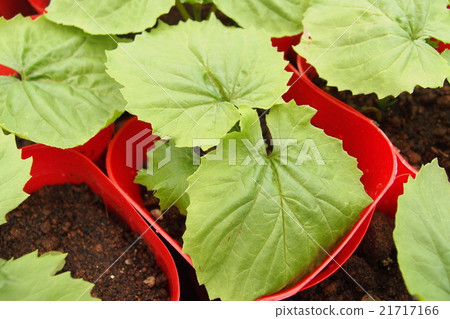 戈雅幼苗 21717166