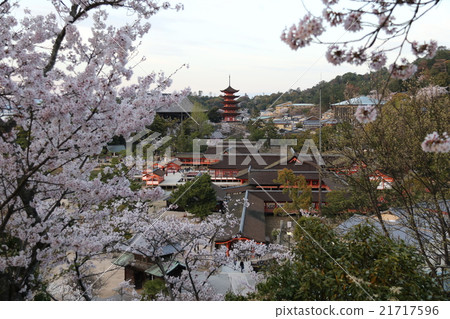 宮島·櫻桃 宮島·櫻桃 21717596