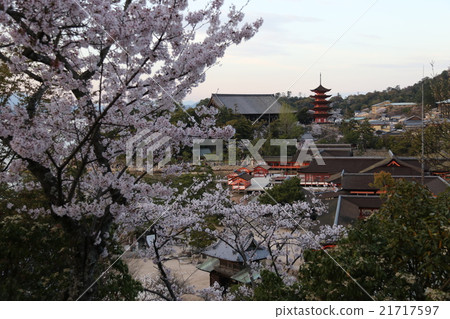 宮島·櫻桃 宮島·櫻桃 21717597