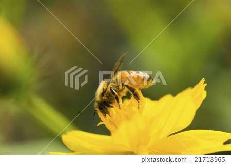 在波斯菊上採蜜的蜜蜂 21718965