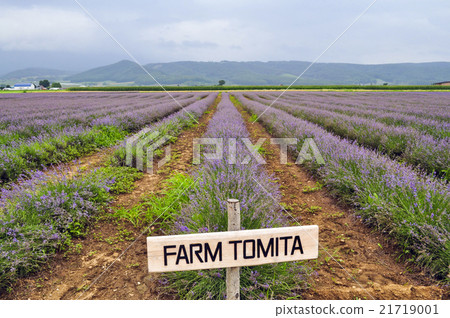 Farm Tomita Lavender East 21719001
