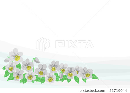 Viola mourning postcard 4 21719044