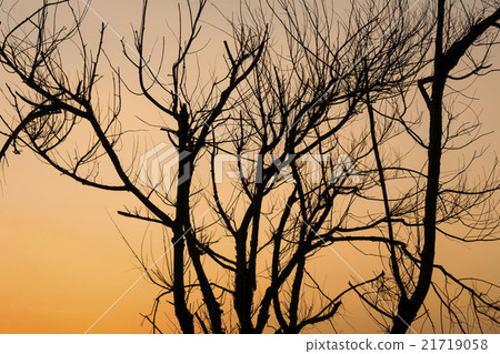 Silhouette of trees 21719058