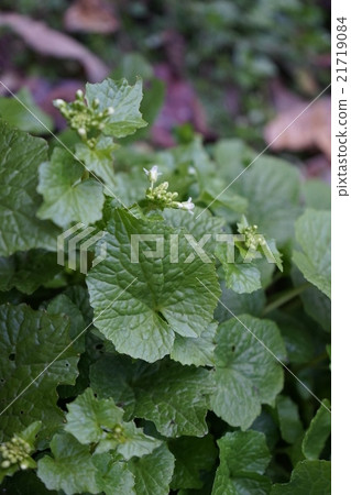 芥末花葉 芥末花葉 21719084