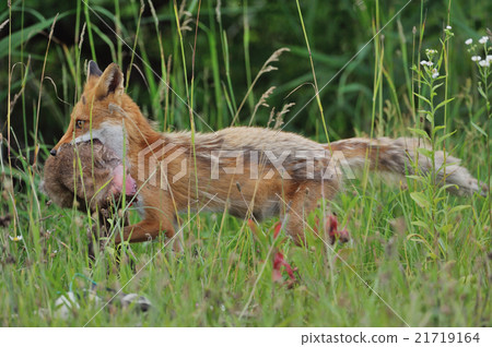 Kita fox running with deer 21719164