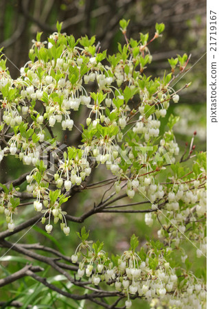Dudedzia花 21719167