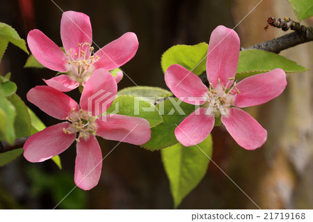 卡琳的花 21719168