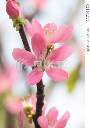 卡琳的花 21719170