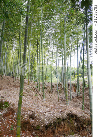  Bamboo grove 21719782