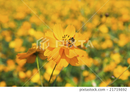 Honey bee collecting honey on cosmos 21719892