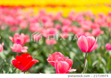 鬱金香領域粉紅色的印象 鬱金香領域粉紅色的印象 21719974