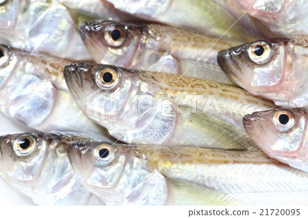 雷魚 21720095