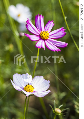 波斯菊特寫 21720412