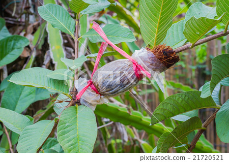 graft on guava branch, agricultural technique 21720521