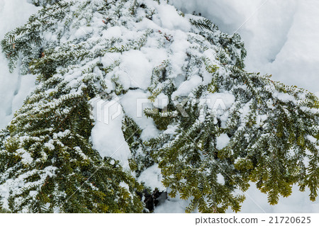 Snow covered trees in winter season, close up. Snow covered trees in winter season, close up. 21720625