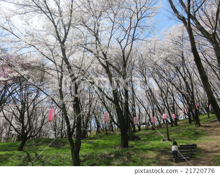 Koboriyama Cherry Blossom Festival 21720776