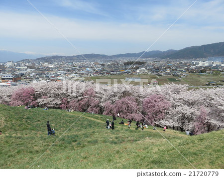 Koboriyama Cherry Blossom Festival 21720779