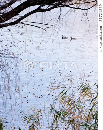 Fallen leaf lake Fallen leaf lake 21721229
