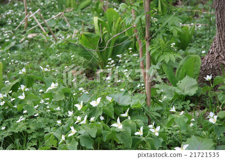 A group of phellodendrons 21721535