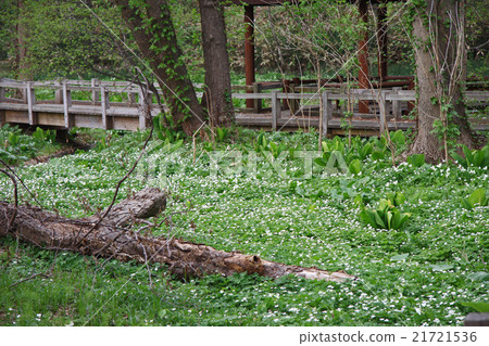A group of phellodendrons A group of phellodendrons 21721536
