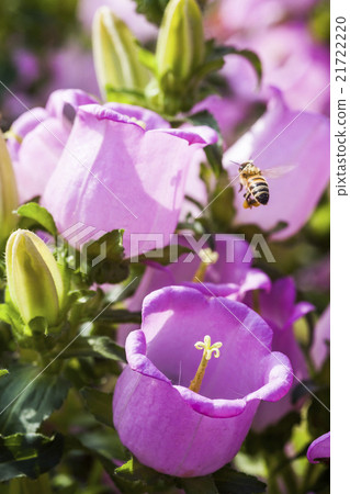 Campanula with bee Campanula with bee 21722220