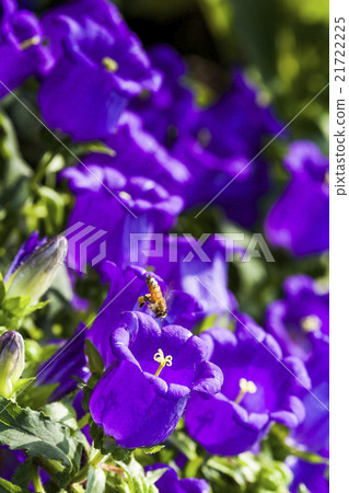 Campanula with bee 21722225