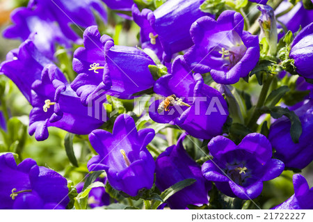 Campanula with bee 21722227