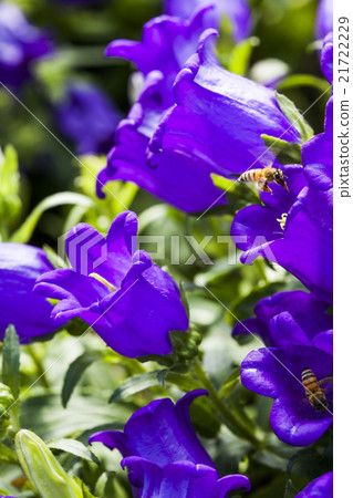 風鈴花與蜜蜂 21722229